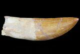 Carcharodontosaurus Tooth - Partially Rooted #71097-2